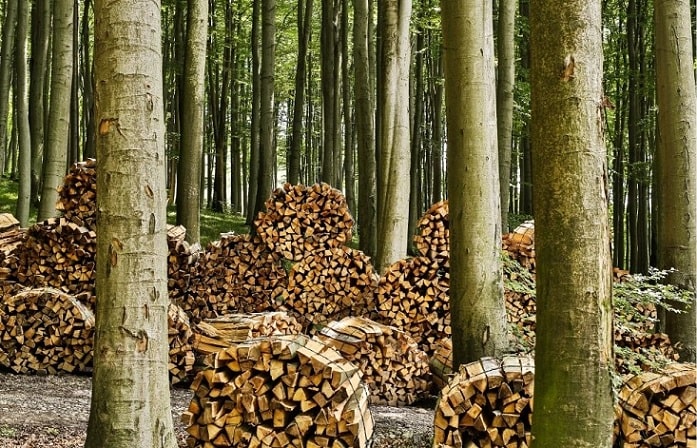 Firewood in forest