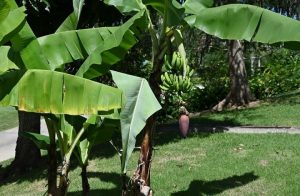 Grand nain banana trees