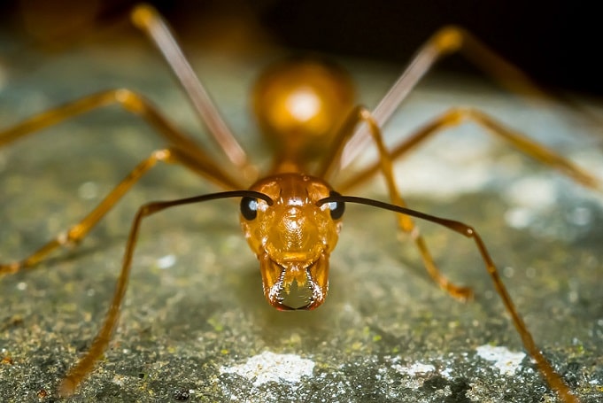 citronella ant