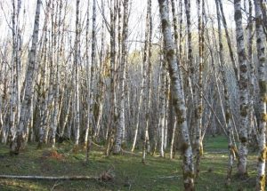 Alder Trees