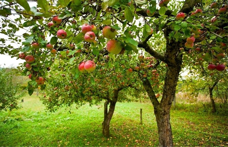 Apple Trees