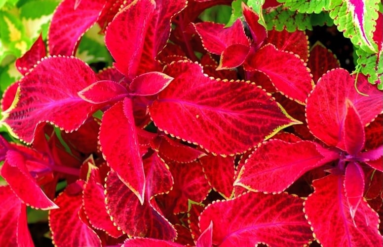 Coleus