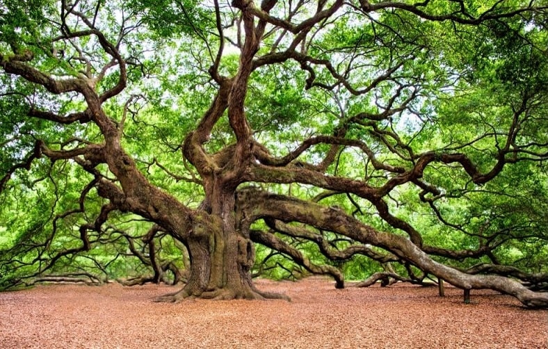 Large oak tree