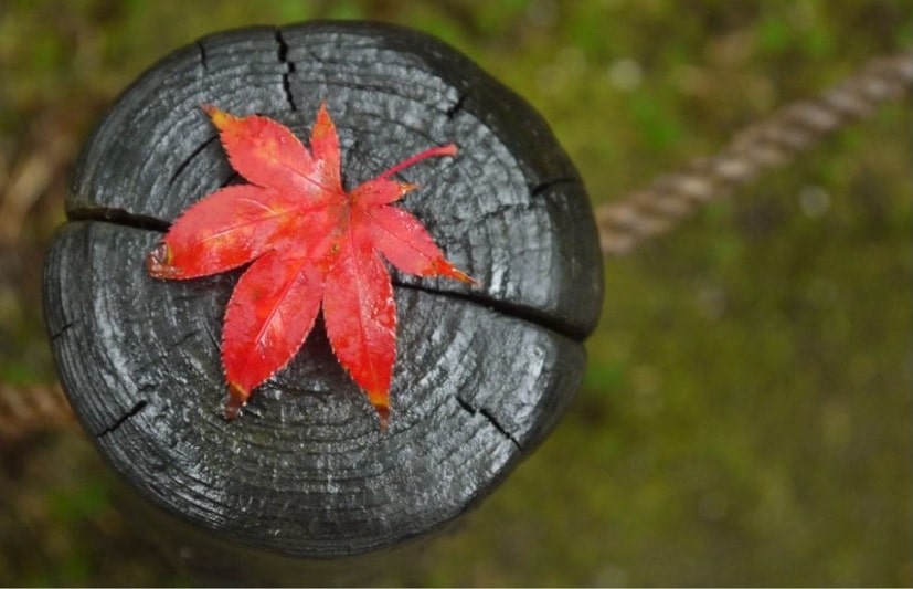 Maple Leaf on Wood Log