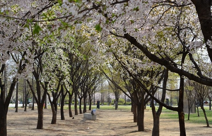 cherry trees flowering