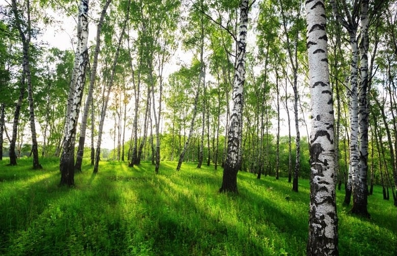 Birch forest