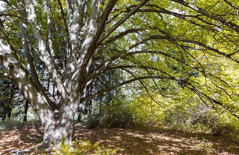 Old basswood tree in autumn park