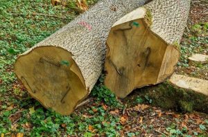 ash tree logs