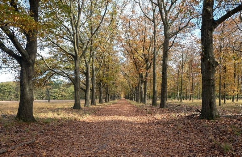 beech trees