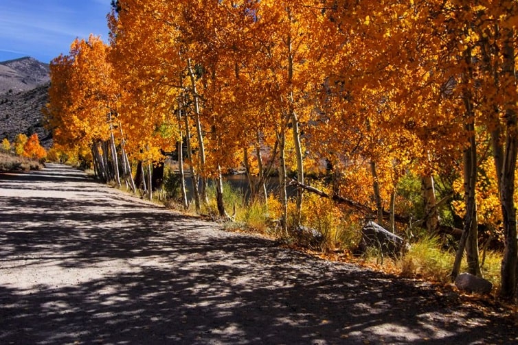 aspen trees