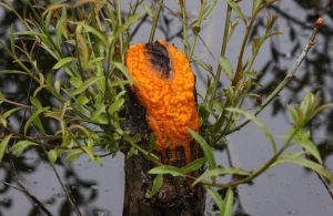 orange slime on tree